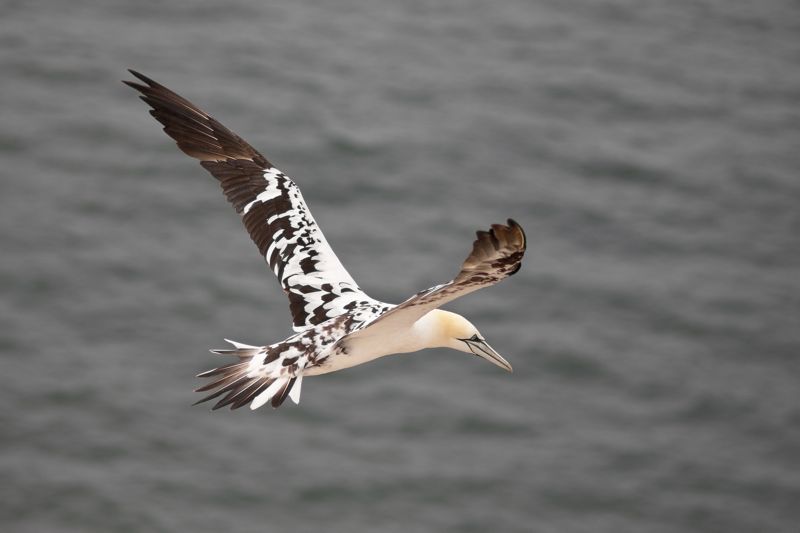 [Bild: helgoland_01.jpg]