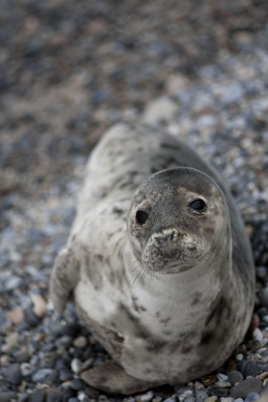 [Bild: helgoland_04.jpg]