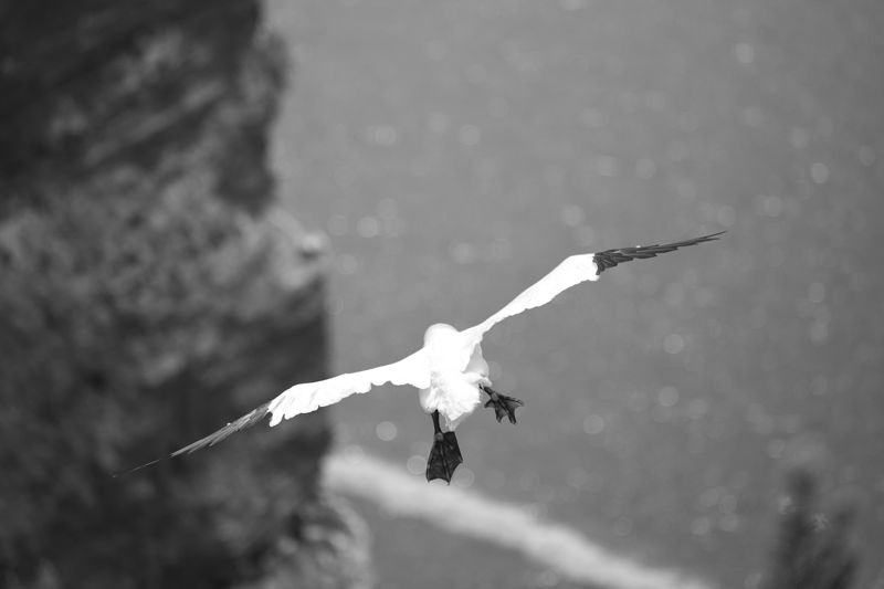 [Bild: helgoland_07.jpg]