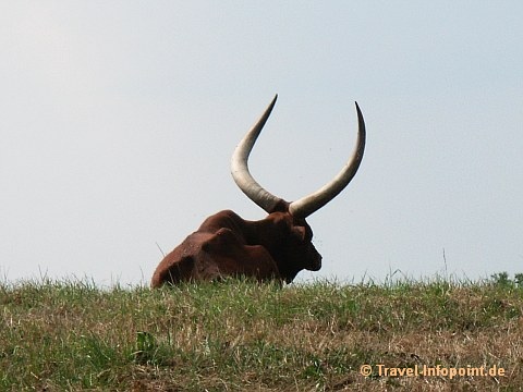 Stier in der Nähe des Hemmelsdorfer Sees