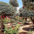 Griechenland_Kreta_Creta_Royal_Hotel_2022-0605_23