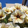 Griechenland_Kreta_Creta_Royal_Hotel_2022-0608_160