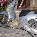 Klicken zum Vergrößern: Molivos, Molibos, Mithimna (Lesbos)