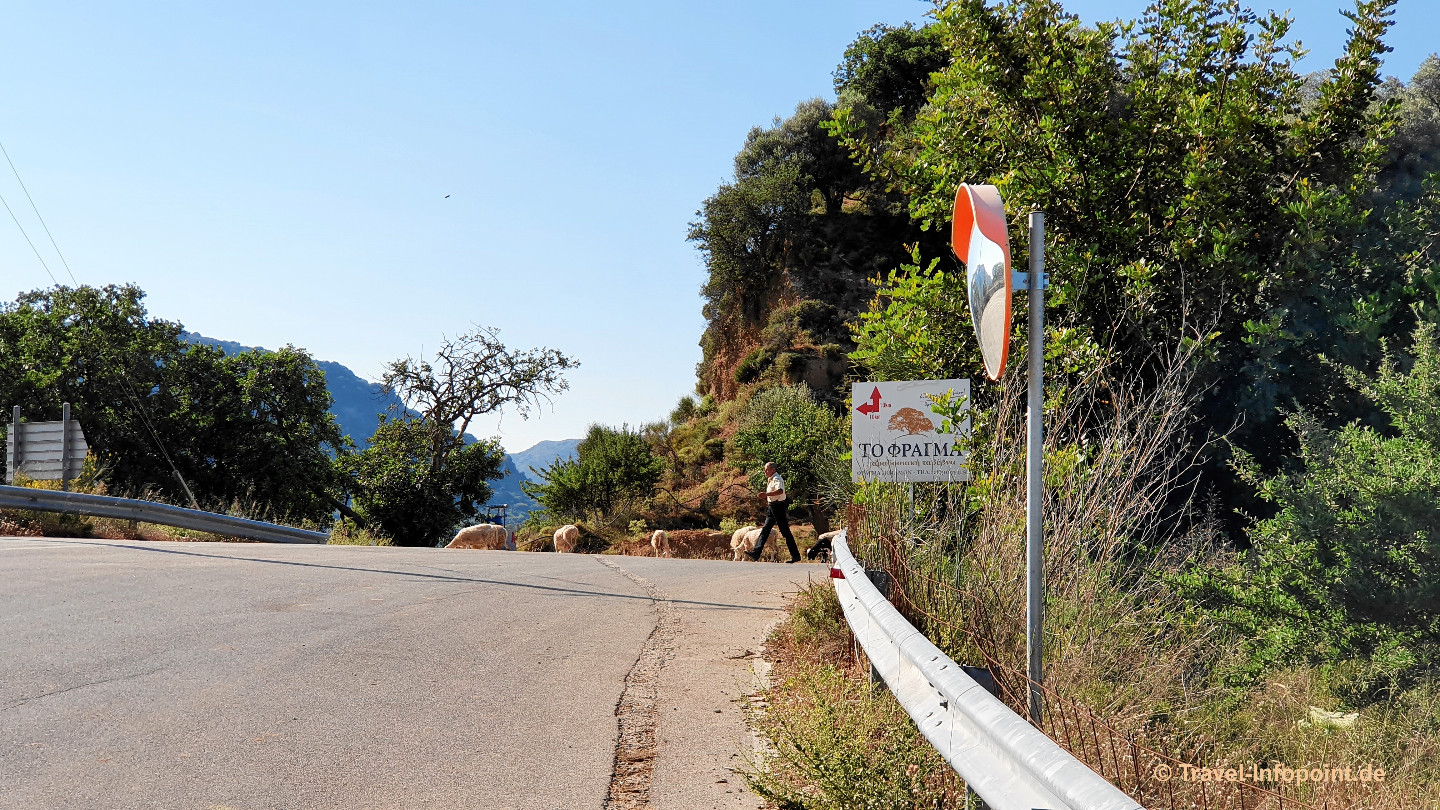 Kreta: Schafherde
