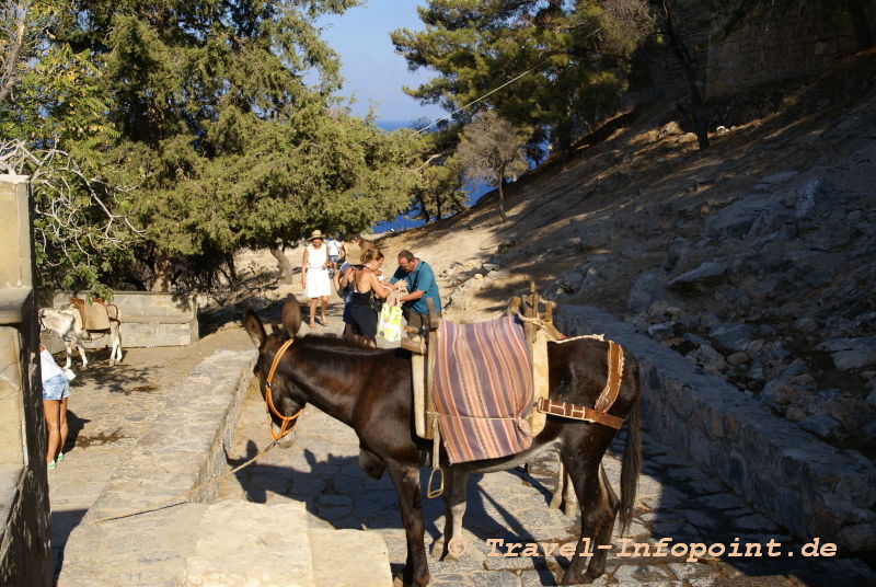 Esel bei der Akropolis von Lindos