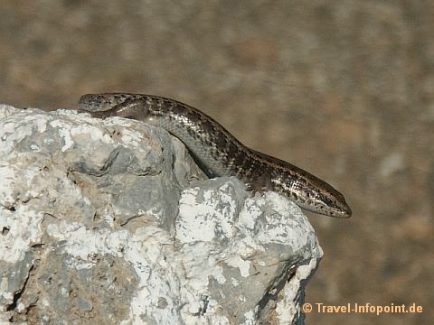 Samos Fauna und Flora