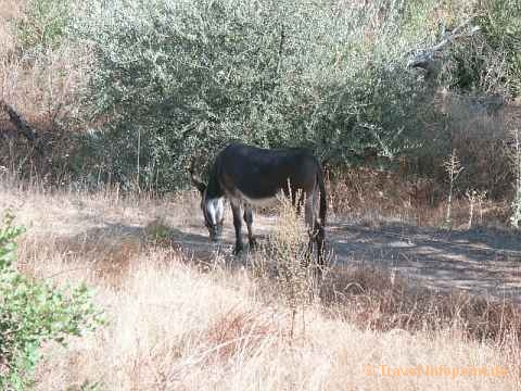 Samos Fauna und Flora