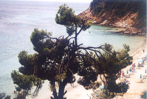 Vegetation Abelakia Beach, Skiathos