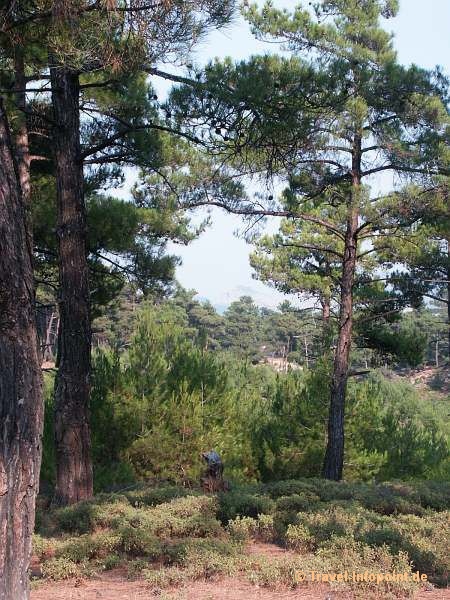 Umgebung des Kastros, Thassos
