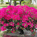 Grenada_Hotel-Coyaba_Grand-Anse-Beach_2025-05-19_36