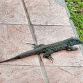 Grenada_Hotel-Coyaba_Grand-Anse-Beach_2025-05-20_62