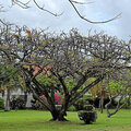 Grenada_Hotel-Coyaba_Grand-Anse-Beach_2025-05-20_63