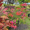 Grenada_Hotel-Coyaba_Grand-Anse-Beach_2025-05-21_92
