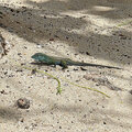 Grenada_Hotel-Coyaba_Grand-Anse-Beach_2025-05-21_95
