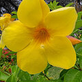 Grenada_Hotel-Coyaba_Grand-Anse-Beach_2025-05-22_121
