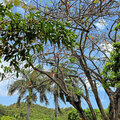 Grenada_Hotel-Coyaba_Grand-Anse-Beach_2025-05-23_135
