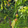 Grenada_Hotel-Coyaba_Grand-Anse-Beach_2025-05-24_141