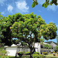 Grenada_Hotel-Coyaba_Grand-Anse-Beach_2025-05-24_142