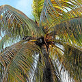 Grenada_Hotel-Coyaba_Grand-Anse-Beach_2025-05-24_159