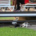 Grenada_Hotel-Coyaba_Grand-Anse-Beach_2025-05-24_161