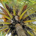 Grenada_Hotel-Coyaba_Grand-Anse-Beach_2025-05-25_176