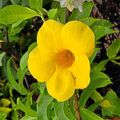 Grenada_Hotel-Coyaba_Grand-Anse-Beach_2025-05-25_182