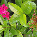 Grenada_Hotel-Coyaba_Grand-Anse-Beach_2025-05-25_184