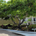 Grenada_Hotel-Coyaba_Grand-Anse-Beach_2025-05-29_239