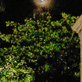 Grenada_Hotel-Coyaba_Grand-Anse-Beach_2025-05-29_245