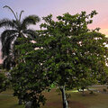 Grenada_Hotel-Coyaba_Grand-Anse-Beach_2025-06-06_311
