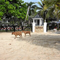 Grenada_Grand-Anse-Beach_2025-06-06_202