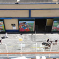 Karibik-Kreuzfahrt_AIDAperla_Barbados_2019-12-05_2
