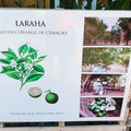Karibik-Kreuzfahrt_AIDAperla_Curacao_2019-12-01_17