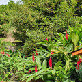 Karibik-Kreuzfahrt_AIDAperla_Grenada_2019-12-04_115