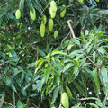 Karibik-Kreuzfahrt_AIDAperla_Grenada_2019-12-04_59