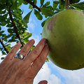 Karibik-Kreuzfahrt_AIDAperla_Grenada_2019-12-04_84