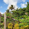 Karibik-Kreuzfahrt_AIDAperla_Grenada_2019-12-04_91