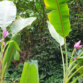 Karibik-Kreuzfahrt_AIDAperla_St-Lucia_2019-12-07_71