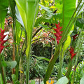 Karibik-Kreuzfahrt_AIDAperla_St-Lucia_2019-12-07_78