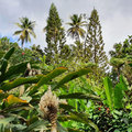 Karibik-Kreuzfahrt_AIDAperla_St-Lucia_2019-12-07_82