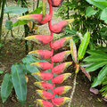 Karibik-Kreuzfahrt_AIDAperla_St-Lucia_2019-12-07_83