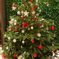 Karibik-Kreuzfahrt_AIDAperla_zur_Weihnachtszeit_2023-12-26_140