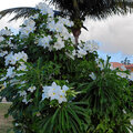 Karibik-Kreuzfahrt_AIDAperla_Aruba-Ausflug_2023-12-23_133