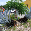 Karibik-Kreuzfahrt_AIDAperla_Curacao-Ausflug_2023-12-24_39