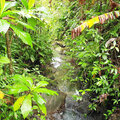 Karibik-Kreuzfahrt_AIDAperla_Dominica-Ausflug_2023-12-17_69