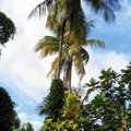 Karibik-Kreuzfahrt_AIDAperla_St-Lucia-Ausflug_2023-12-16_180