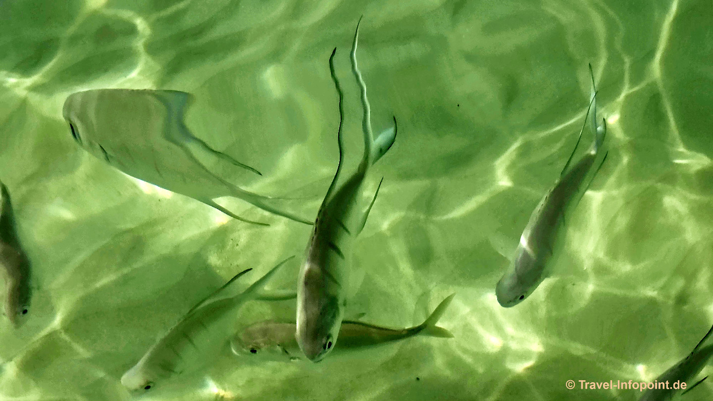 Grand Anse Beach / Grenada