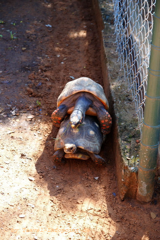 Isla Margarita: Schildkröten