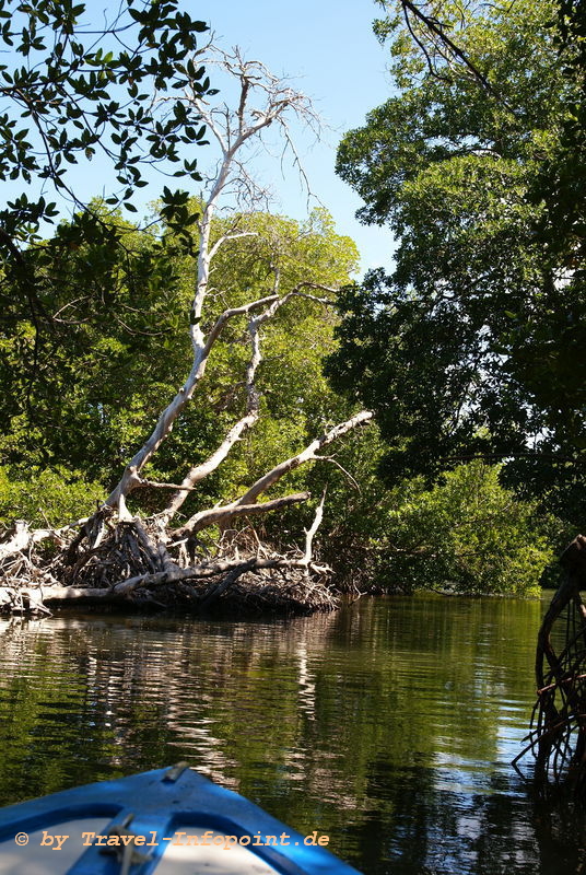 Isla Margarita: Mongroven