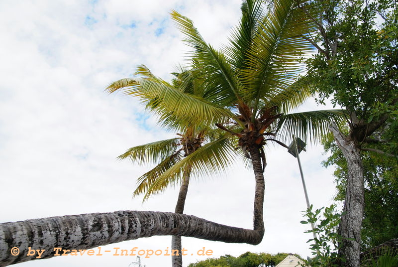 Palme auf Antigua